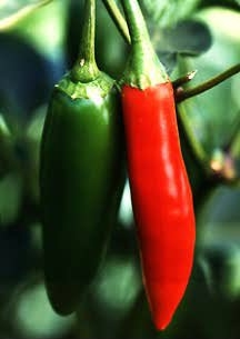 Picante...